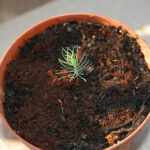 memorial tree seedlings