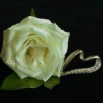white-rose