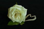 white-rose