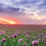 Tranquility Cremation of Mississauga