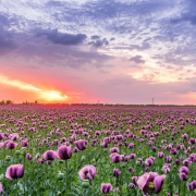 Tranquility Cremation of Mississauga
