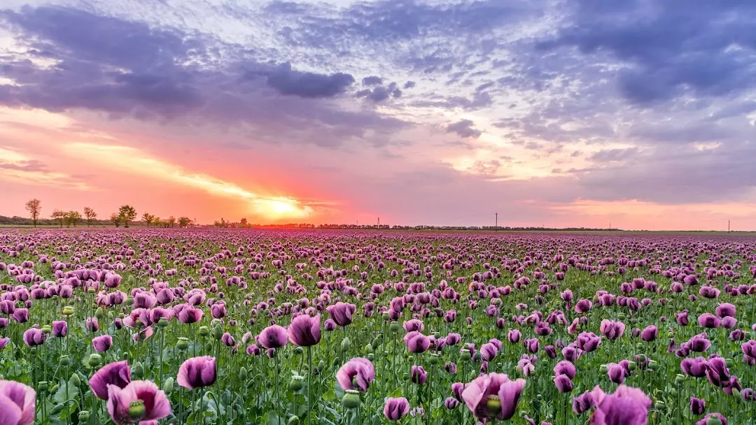 Tranquility Cremation of Mississauga
